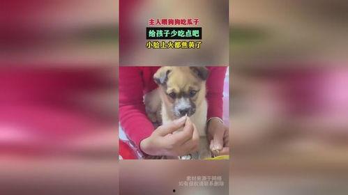 小孩喂狗吃瓜,小宝贝与狗狗共享甜蜜瓜果时光