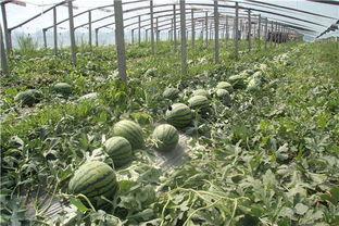 东北矮瓜怎么吃,家常美味尽在其中