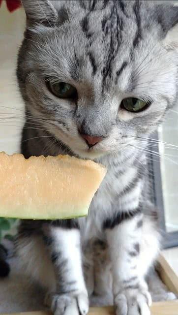 猫猫小猫可以吃瓜,瓜果时光