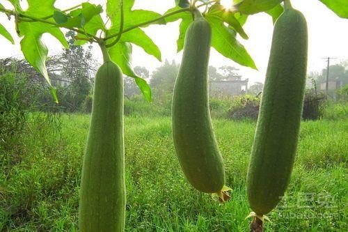 水瓜什么动物吃,哪些动物是它的天然美食家？