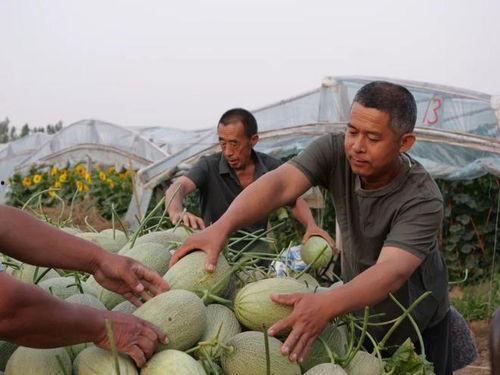 邢村吃瓜,揭秘乡村生活新风尚