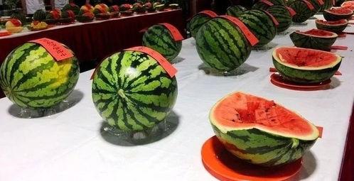 邢村吃瓜,揭秘乡村生活新风尚