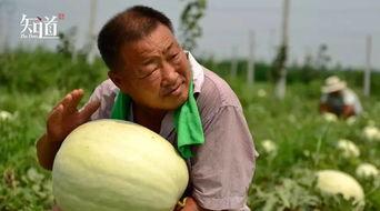 邢村吃瓜,揭秘乡村生活新风尚