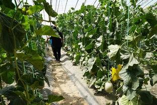 真实案例吃瓜视频,一场真实案例引发的全民围观