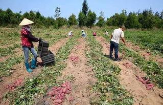 儋州吃瓜视频,揭秘当地特色美食与风土人情
