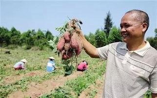 儋州吃瓜视频,揭秘当地特色美食与风土人情