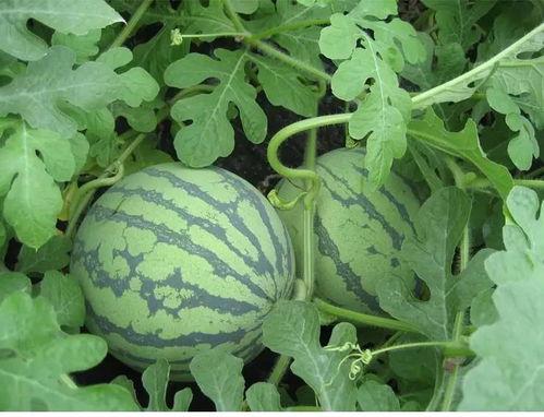 吃瓜余庆伟,揭秘娱乐圈背后的故事与真相