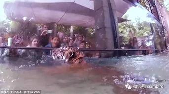 抓鱼吃瓜视频,揭秘乡村生活的趣味瞬间