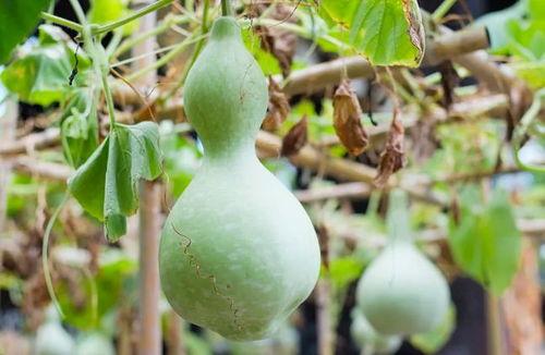 吃葫芦瓜会胀气