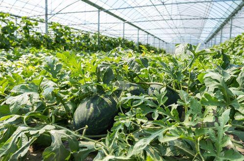 在乡下吃瓜,一场乡村夏日美食之旅