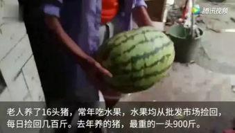 现在的吃瓜视频,幕后真相与娱乐效应