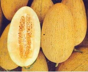 吃哈密瓜会鼻塞,甜蜜背后竟引发鼻塞之谜