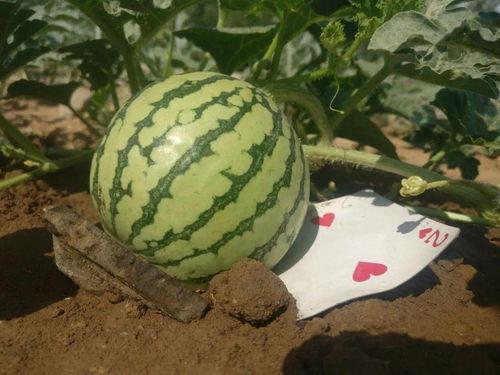 梦里梦到自己吃瓜