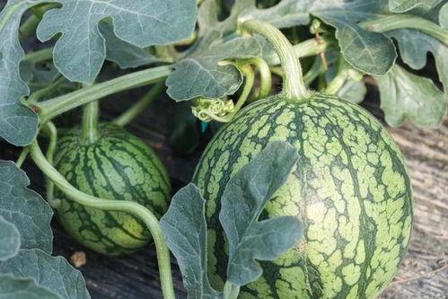 要时间吃瓜,揭秘娱乐圈那些不得不吃的“新鲜瓜”