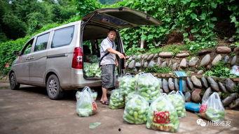 雅安吃瓜,一场全民参与的夏日盛宴