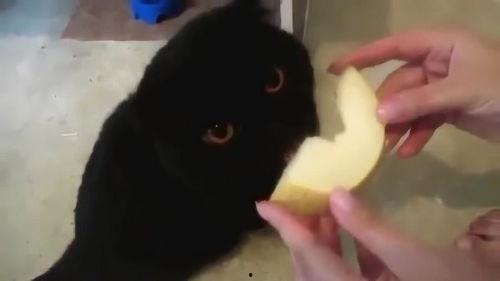 猫吃 哈密瓜,哈密瓜的甜蜜诱惑