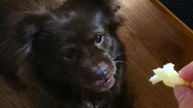 打架吃瓜狗子,吃瓜狗子成焦点