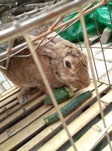 兔子吃伊丽莎白瓜吗,探究兔子的饮食习惯与瓜类选择