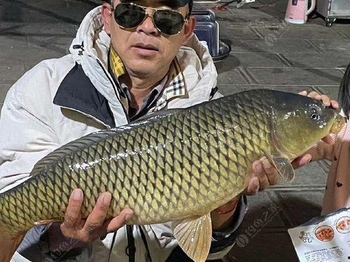 吃土瓜的鲤鱼图片,美食与自然的和谐交响
